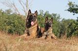 MALINOIS 021